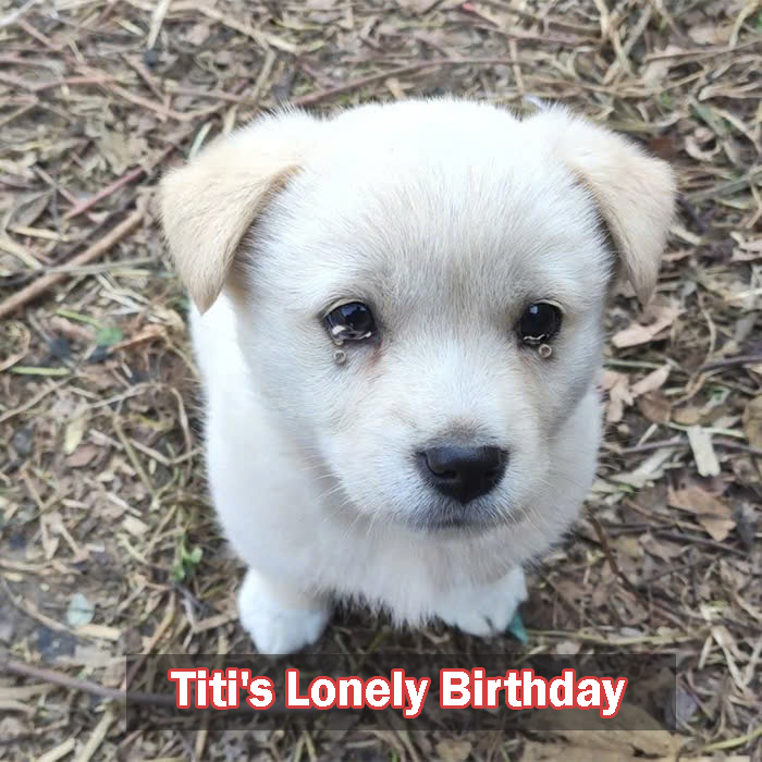 Titi’s birthday was lonely because no one sent birthday wishes to the dog