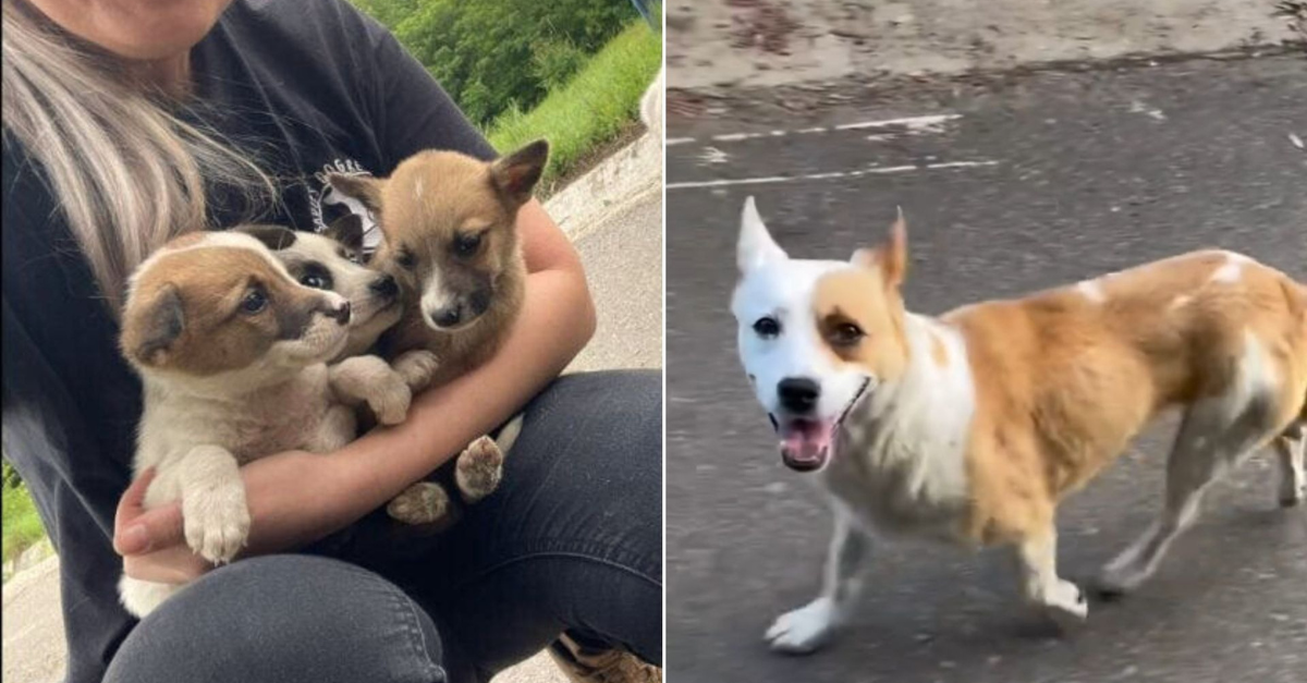 Determined Mama Dog Begged A Rescuer To Follow Her So That She Could Save Her Hidden Babies