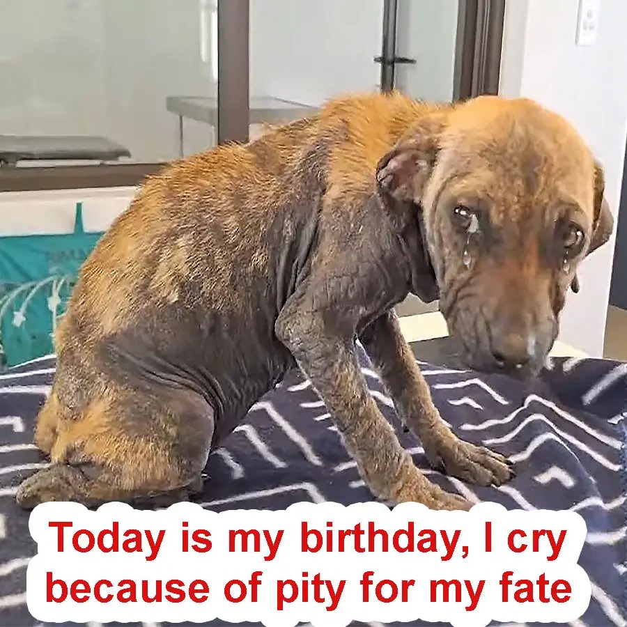 Today is my birthday, and I feel sad that no one remembers it