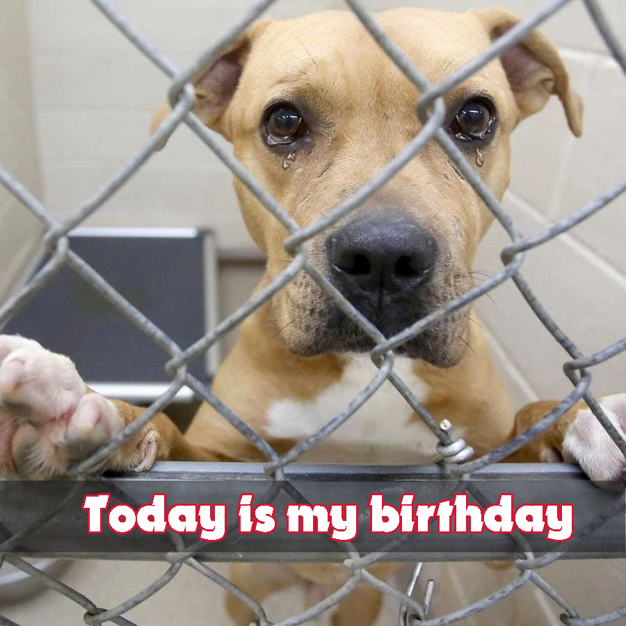 I’ve been in the shelter for 5 years watching my friends get adopted. Today is my birthday and still no one wants to adopt me.