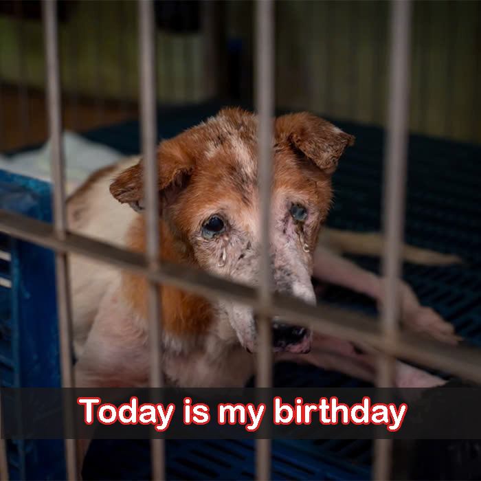 I have been in the shelter for 9 years, today is my 9th birthday here and still no one has come to adopt me