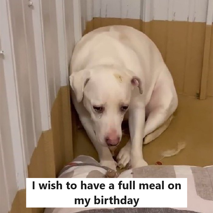 Today is my 5th birthday but I have never had a decent meal