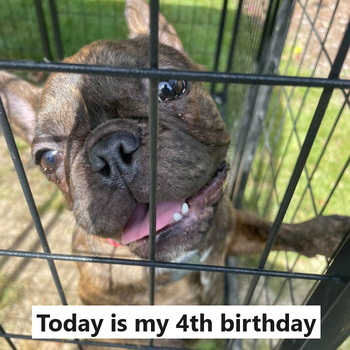 Today is my 4th birthday, marking 4 years in the shelter, hopefully today my foster parents will come to adopt me