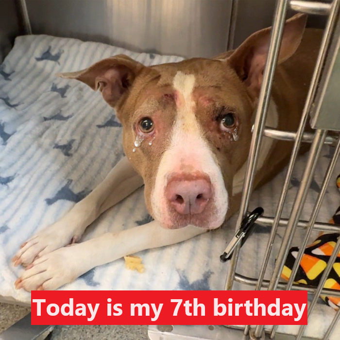 7 years alone in the shelter, today is my 7th birthday but I’m still here waiting for someone to adopt me