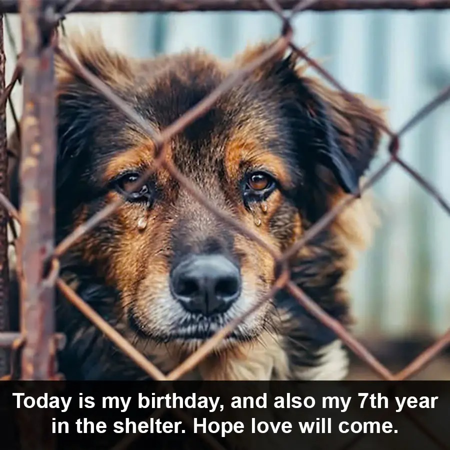 Today is Huni’s birthday, and also his seventh year in the shelter, with no one adopting him