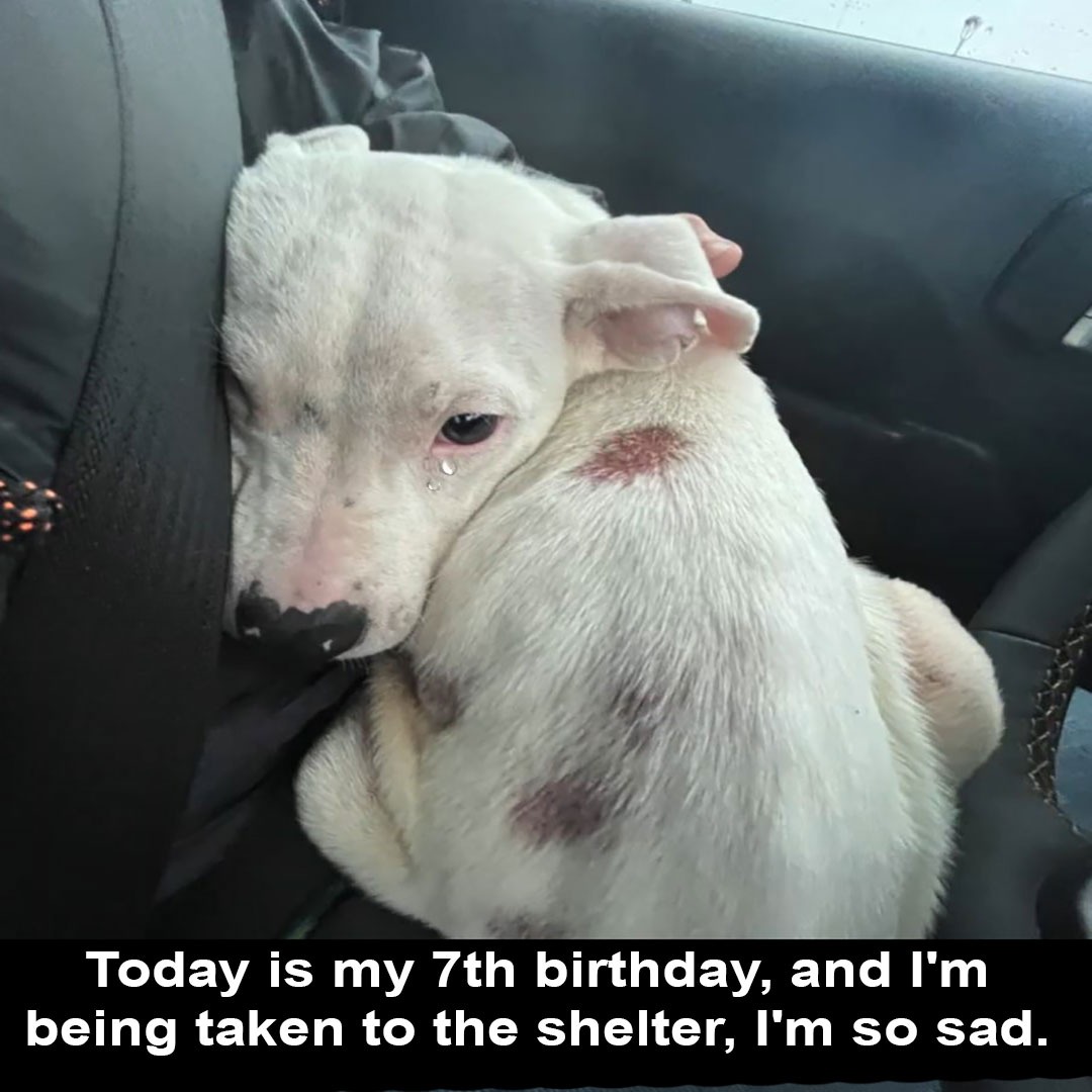 Today is my birthday but I am very sad because my foster parents took me to the shelter