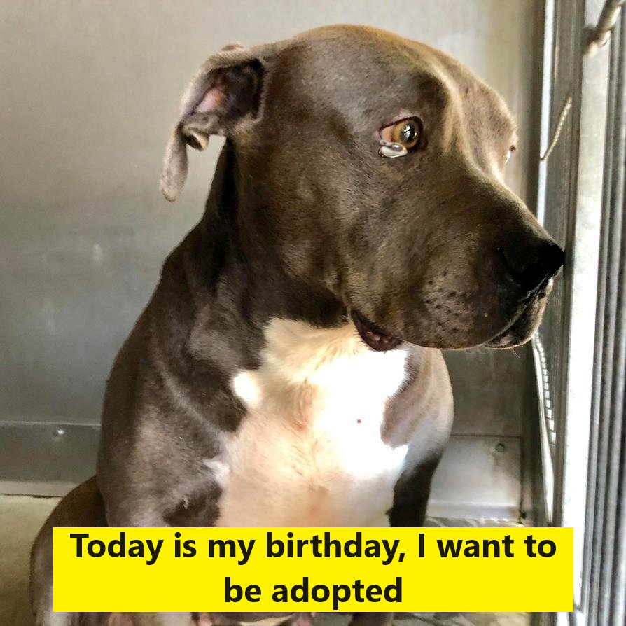 I’ve been watching my friends get adopted for 5 years, today is my 5th birthday and I’m still ignored at this shelter