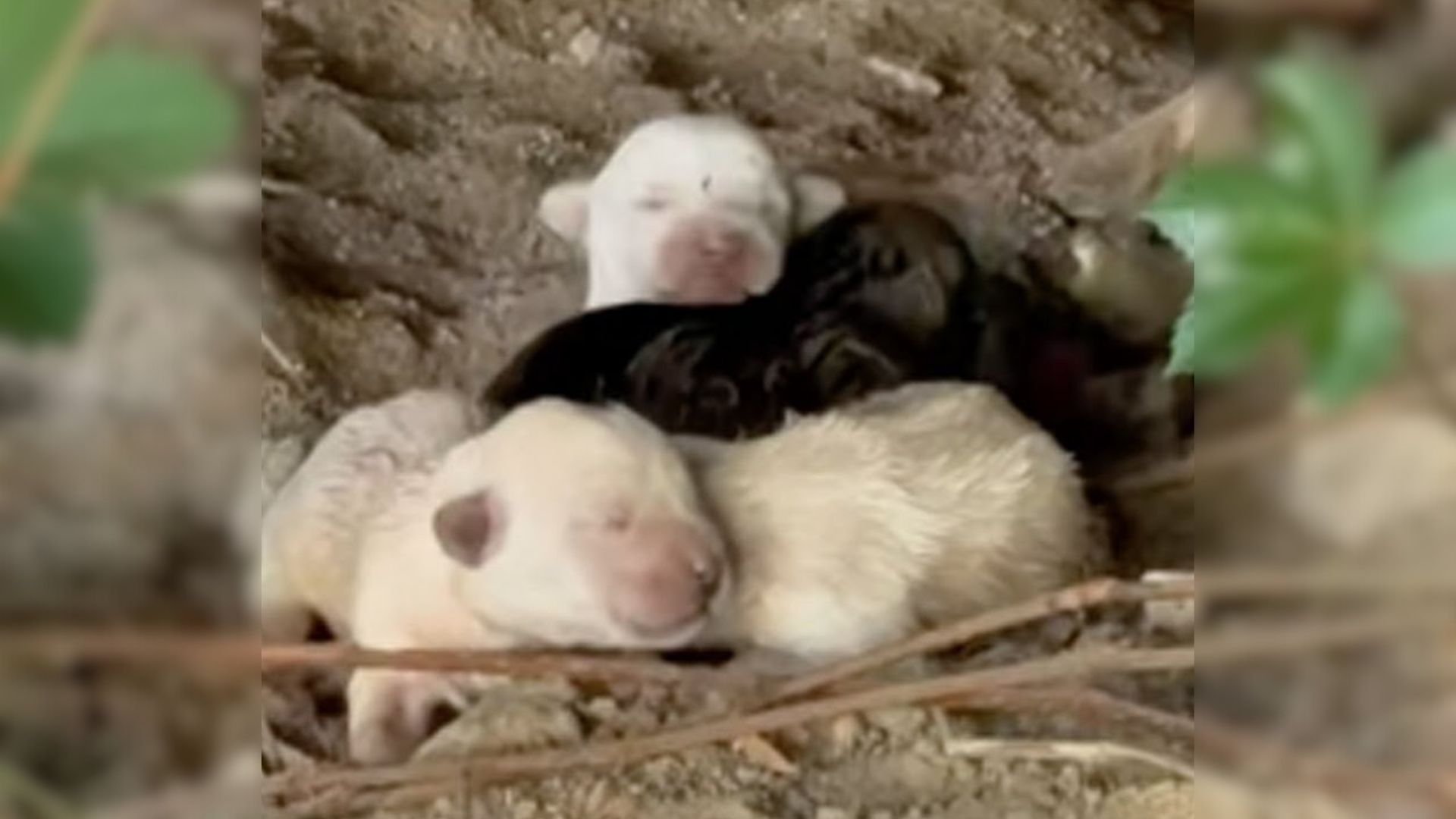 Puppies Found Under A Bridge Cry Loudly, Trying To Wake Up Their Motionless Momma