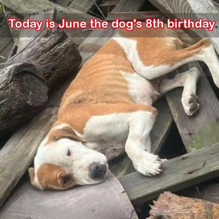 Today is this dog’s 8th birthday and also the day he was cruelly abandoned by his owner