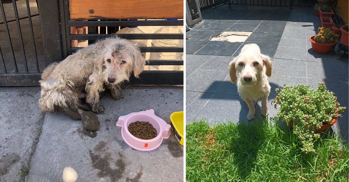 Dog Heartlessly Dumped In The Heat Spends Days Waiting For His Owner To Return