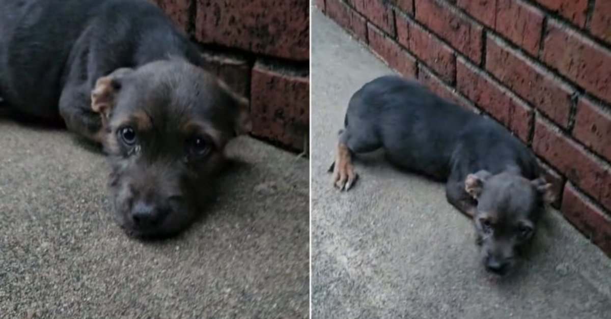 Heartbroken Puppy Dumped Near A Random House Finds Hope When She Meets Her New Rescuer