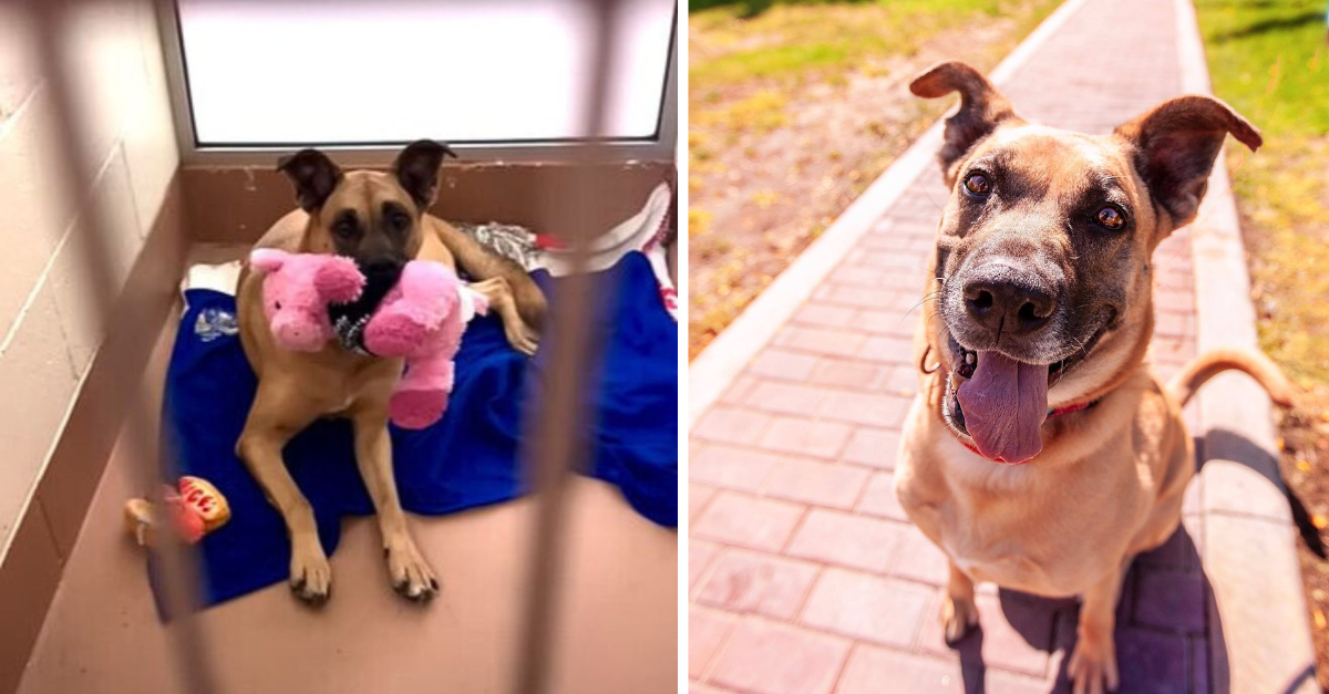 This Sweet Shelter Dog Spent 3 Whole Years Hoping That Someone Would Notice Her