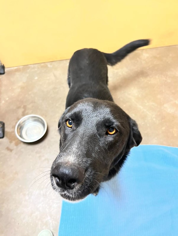 a black dog stands and looks at the owner