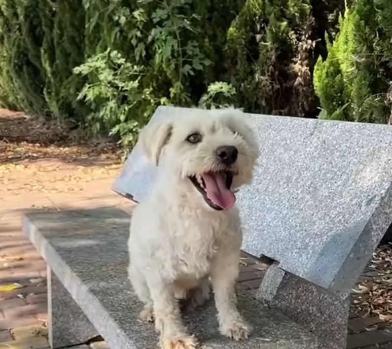 a cute dog is standing on a stone bench