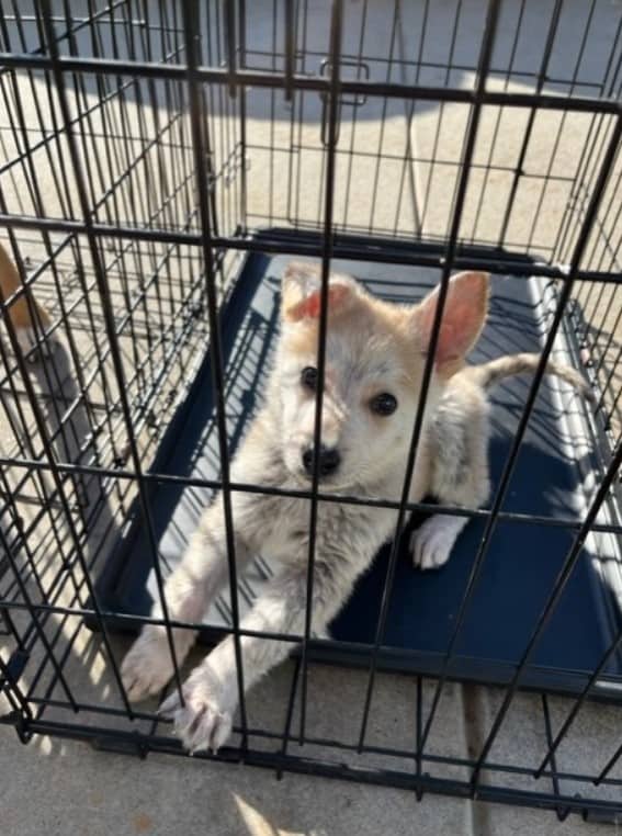 a cute white dog is sitting in a cage