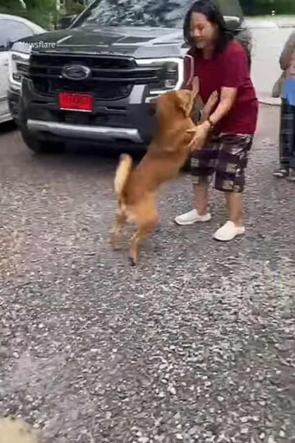 a dog jumping on woman