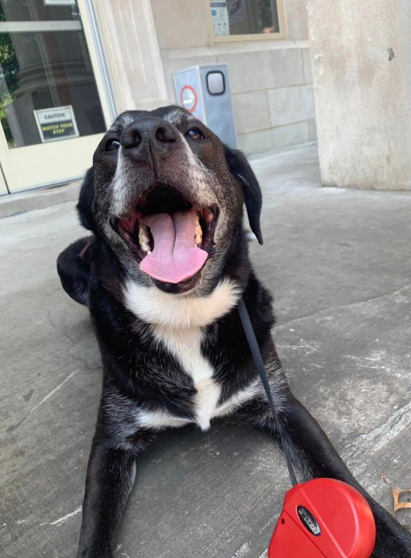 a dog lying with its mouth open on the pavement