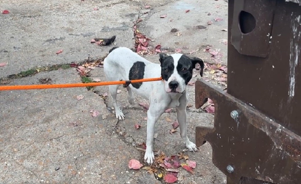 a dog tied with an orange leash