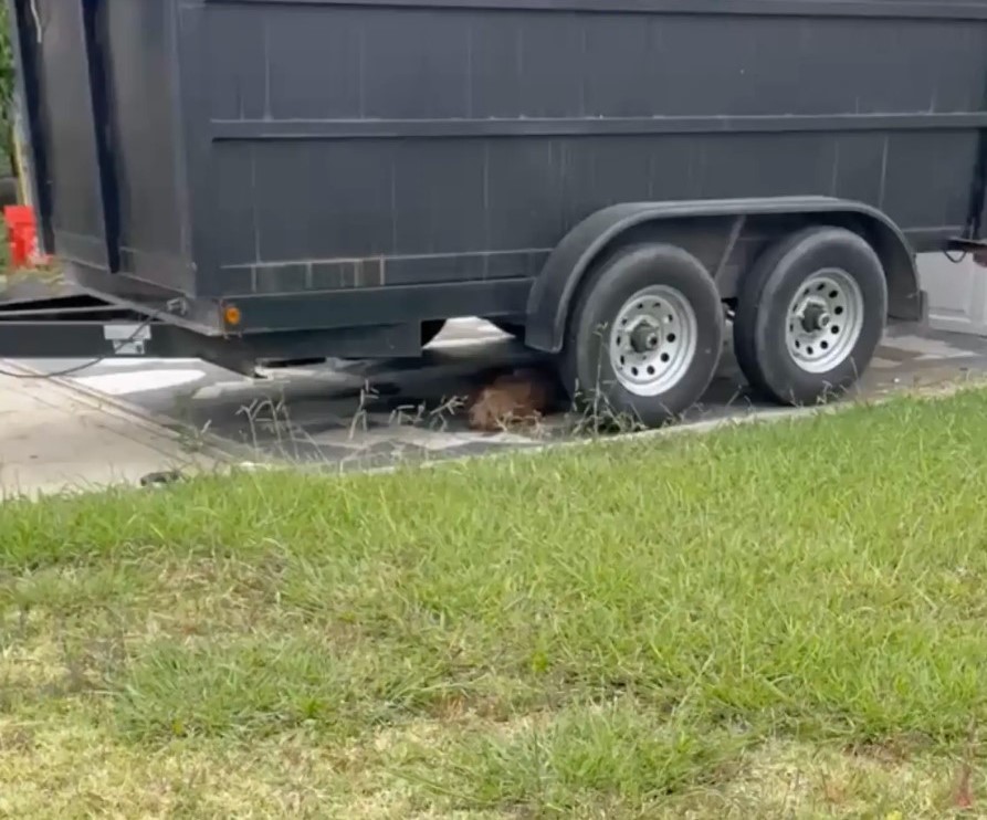 a dog under the truck