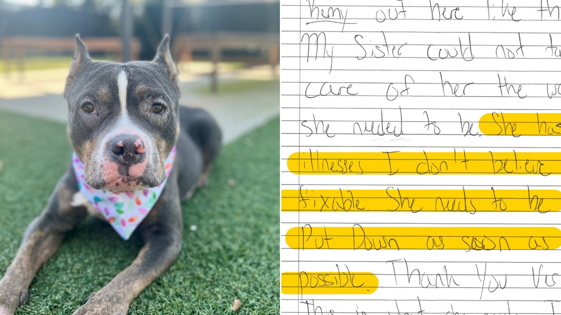 Owner Abandons Dog At Shelter With Heartbreaking Request For Euthanasia In His Note