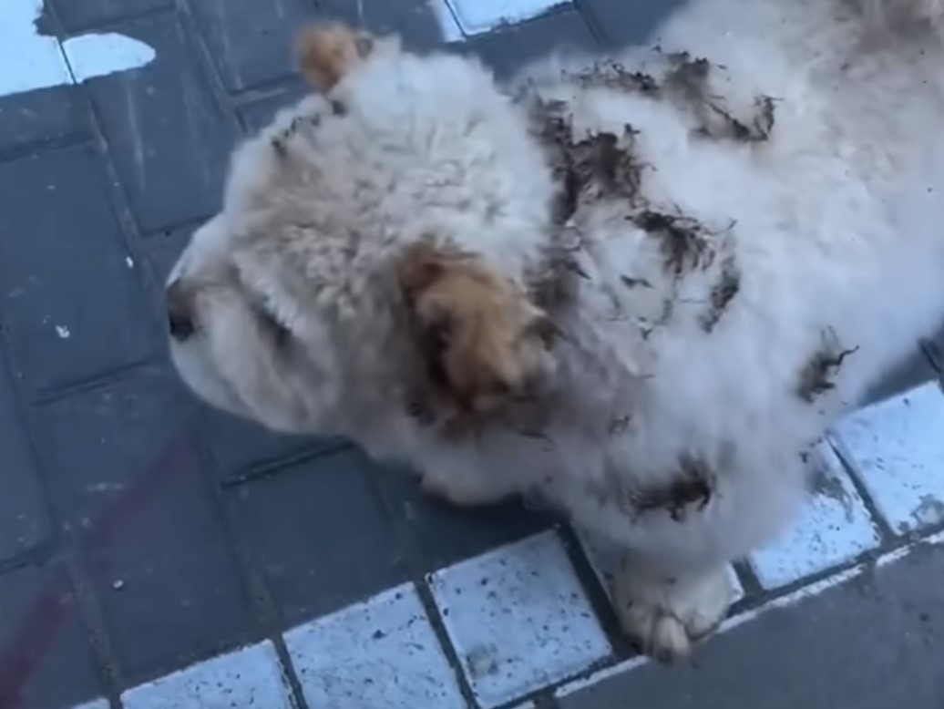 a dog with fur spots