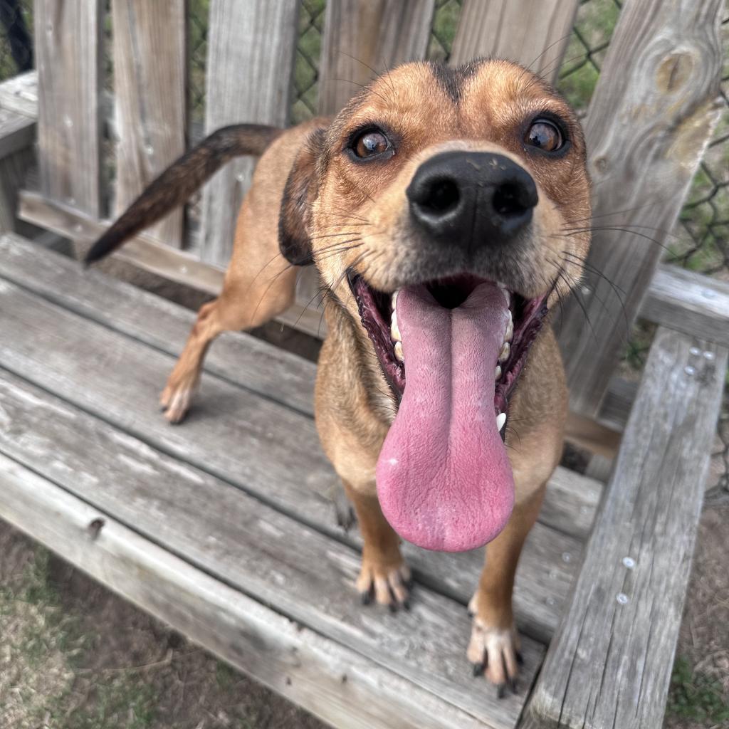 a dog with its tongue out is standing on a wooden bench