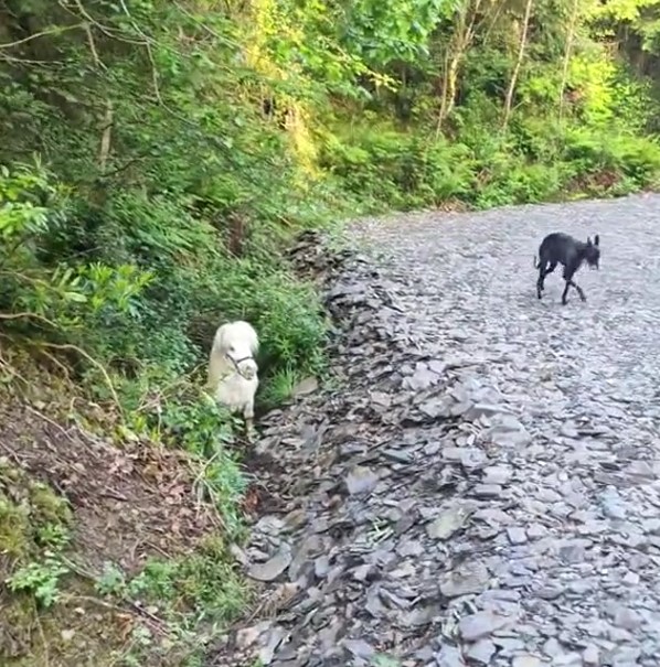 a fellow in a wood with dog passing by