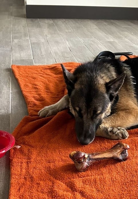 a german shepherd is lying on an orange rug next to a bone