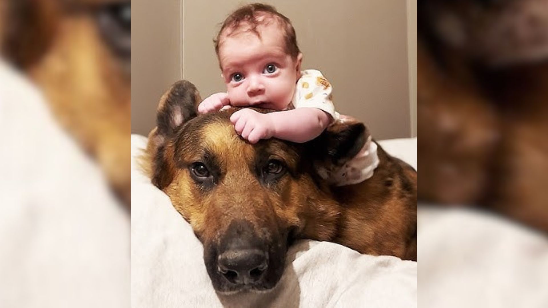 A Giant German Shepherd Falls In Love With His New Born Baby Brother And Becomes His Bodyguard