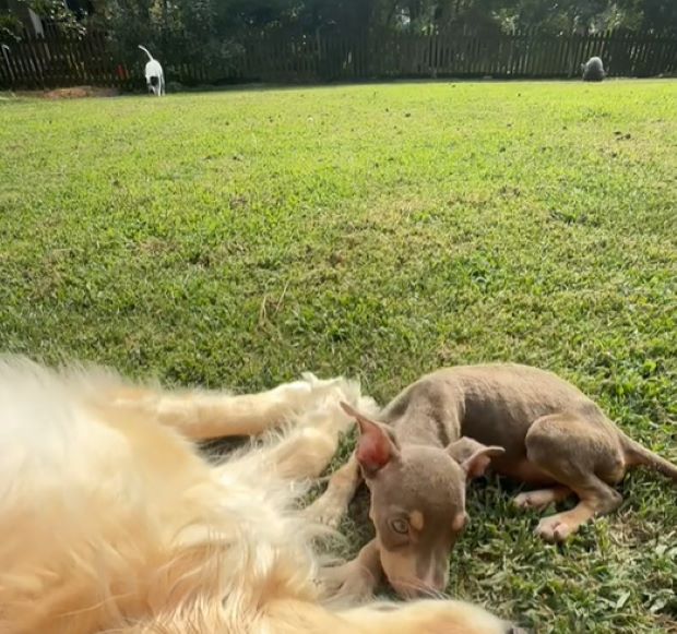 a malnourished dog lies next to a golden retriever