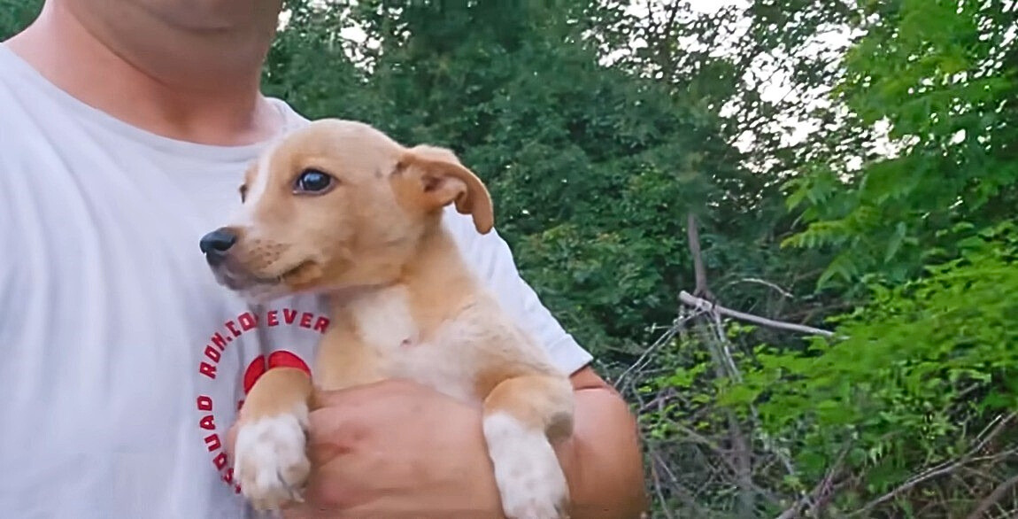 a man carryng dog