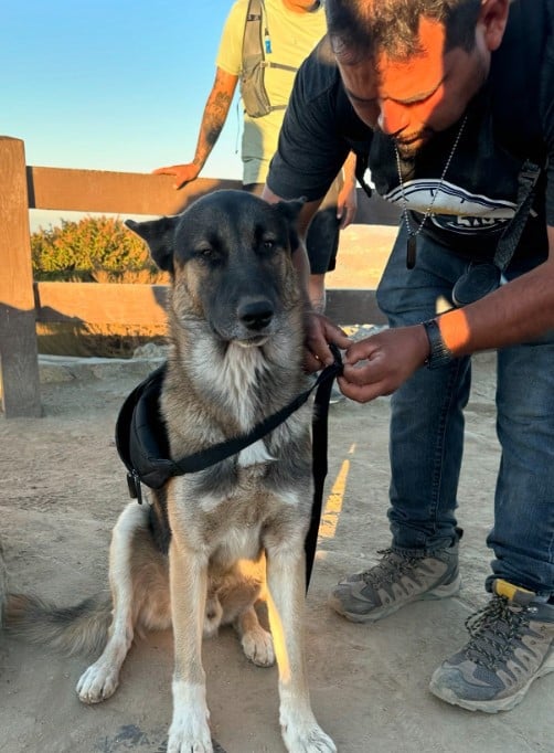 a man puts a leash on a German shepherd