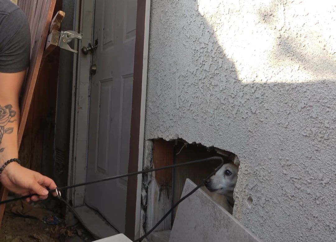 a man rescues a dog in an abandoned building