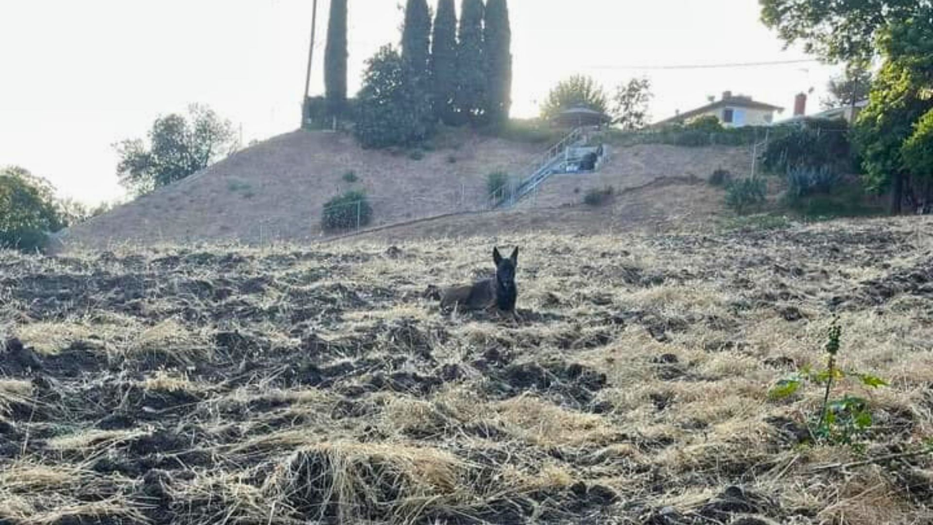 Strange-Looking Animal Spotted On A Hillside Turns Out To Be A Furry Baby In Need