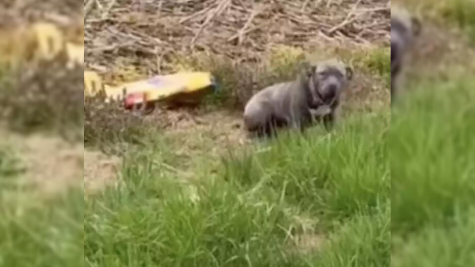 Owners Heartlessly Abandoned Pittie On The Side Of A Rural Road With Only One Bag Of Food