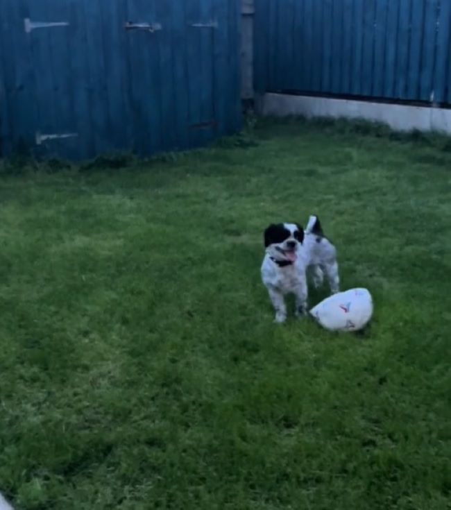 a playful dog is playing in the garden