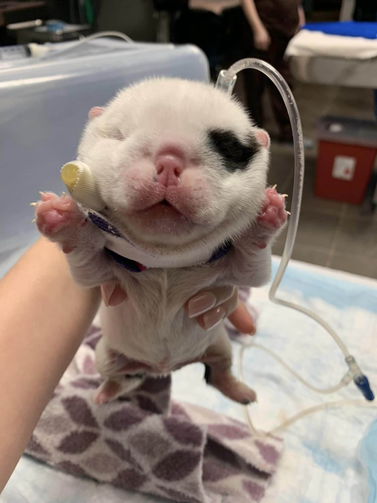 a puppy connected to an IV