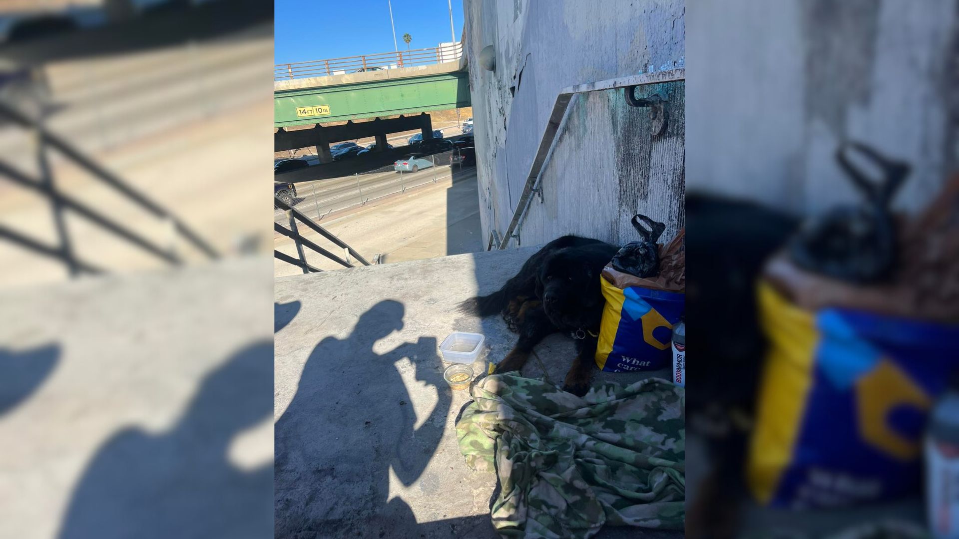 Woman Was In Disbelief To Find This Pup Living On A Freeway So She Called For Help