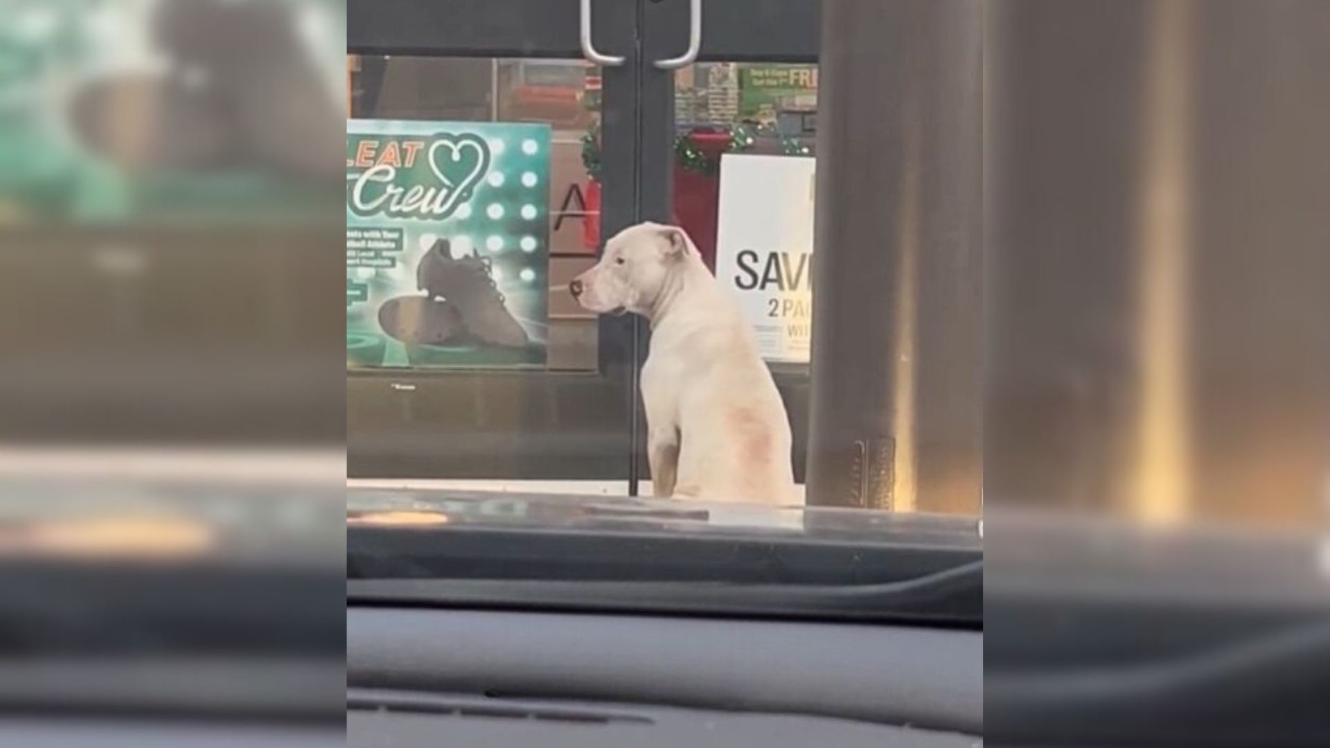 Pup Waited Near A Store Hoping To Find Help There And Then Something Amazing Happened