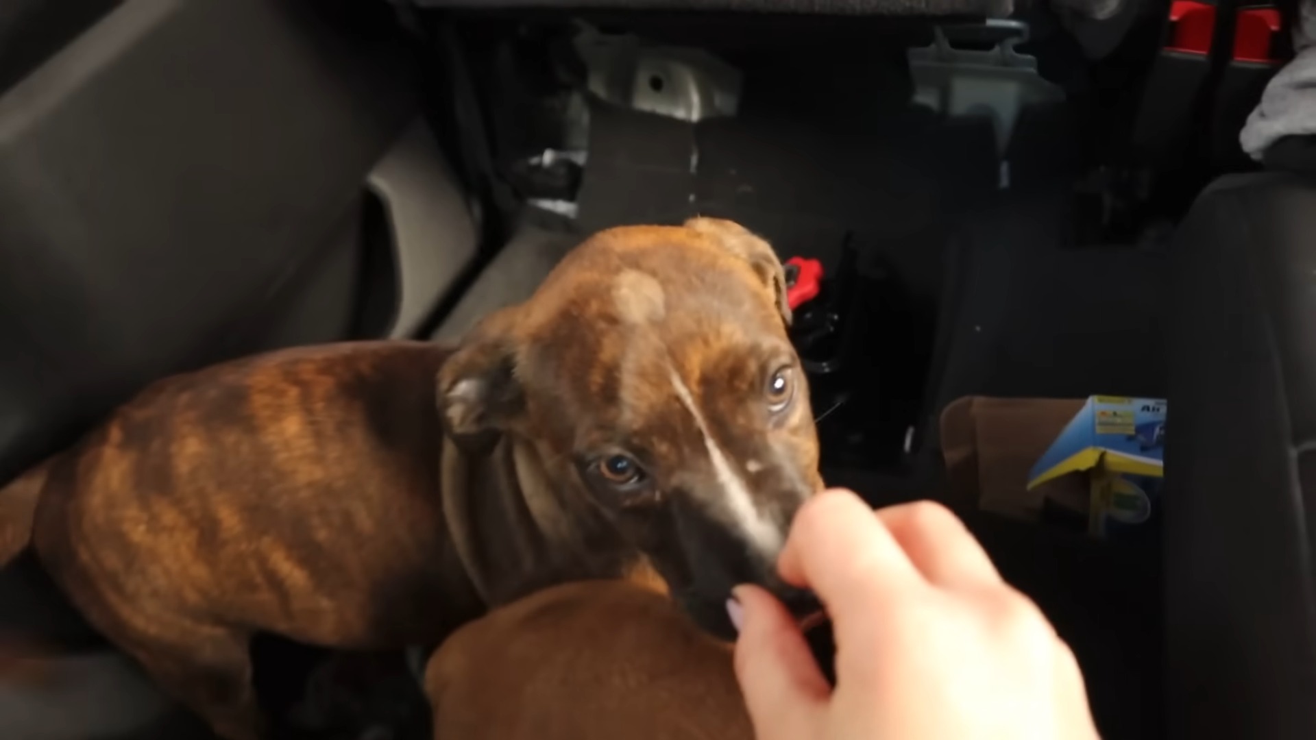 a woman caresses the puppy's muzzle