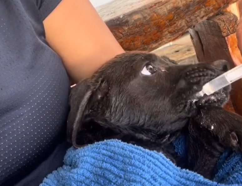 a woman holds a puppy in her arms and gives him food from an injection