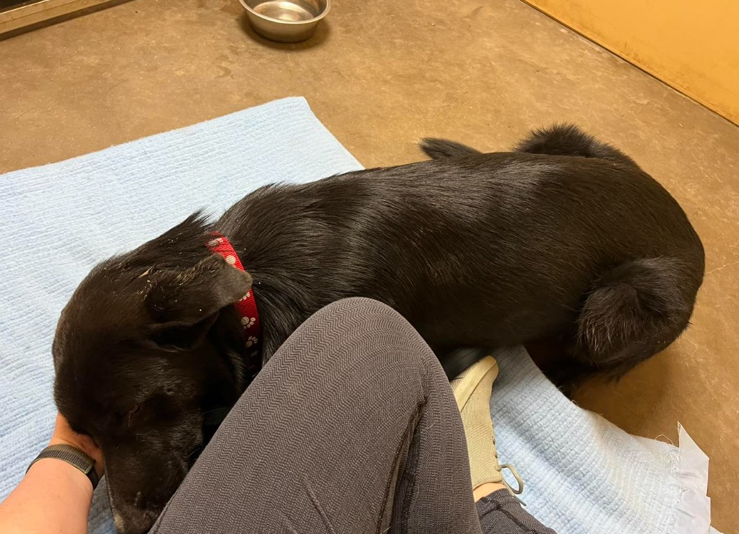 a woman petting a black dog in a shelter