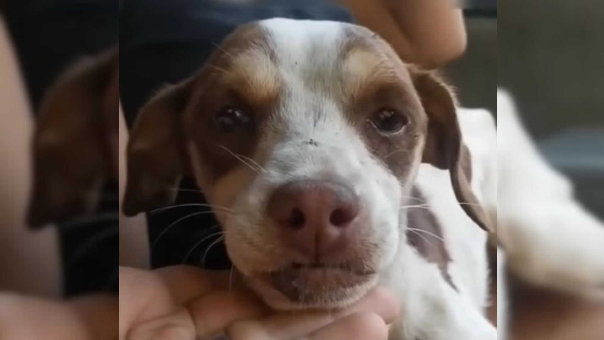 Pup Couldn’t Accept That His Owner Abandoned Him Until He Met Someone Who Changed Everything