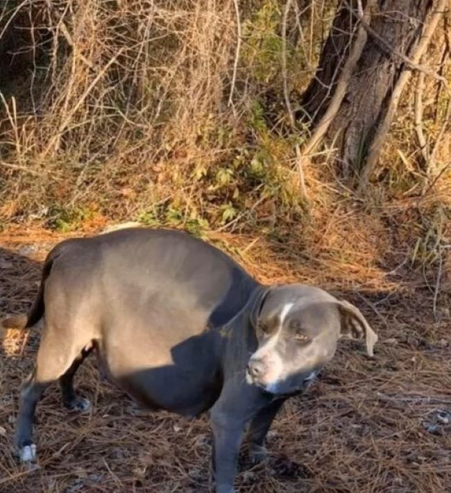 abandoned pregnant dog