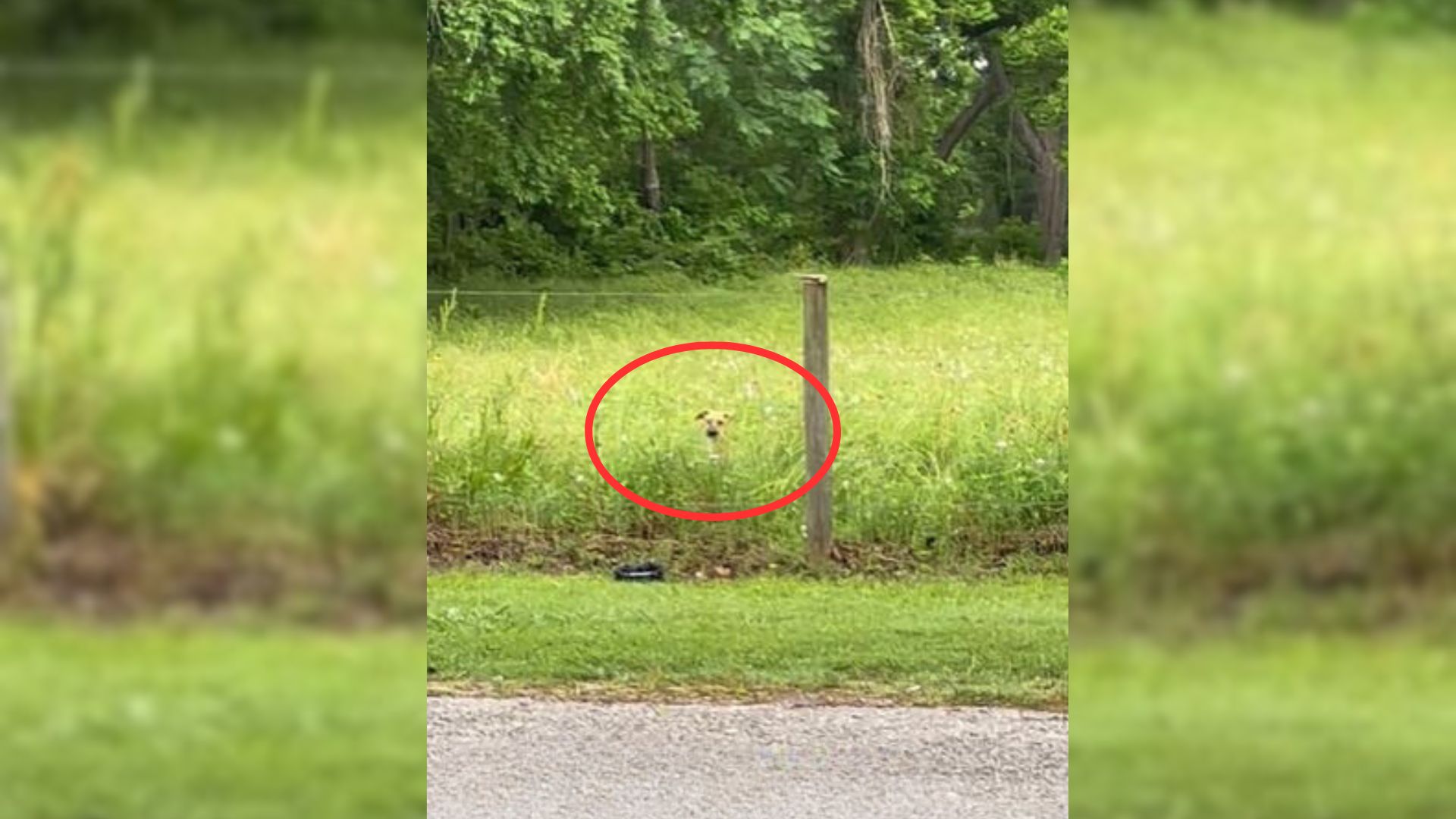 Abandoned Pup Who Got A New Chance Helps Another Dog Overcome His Fears