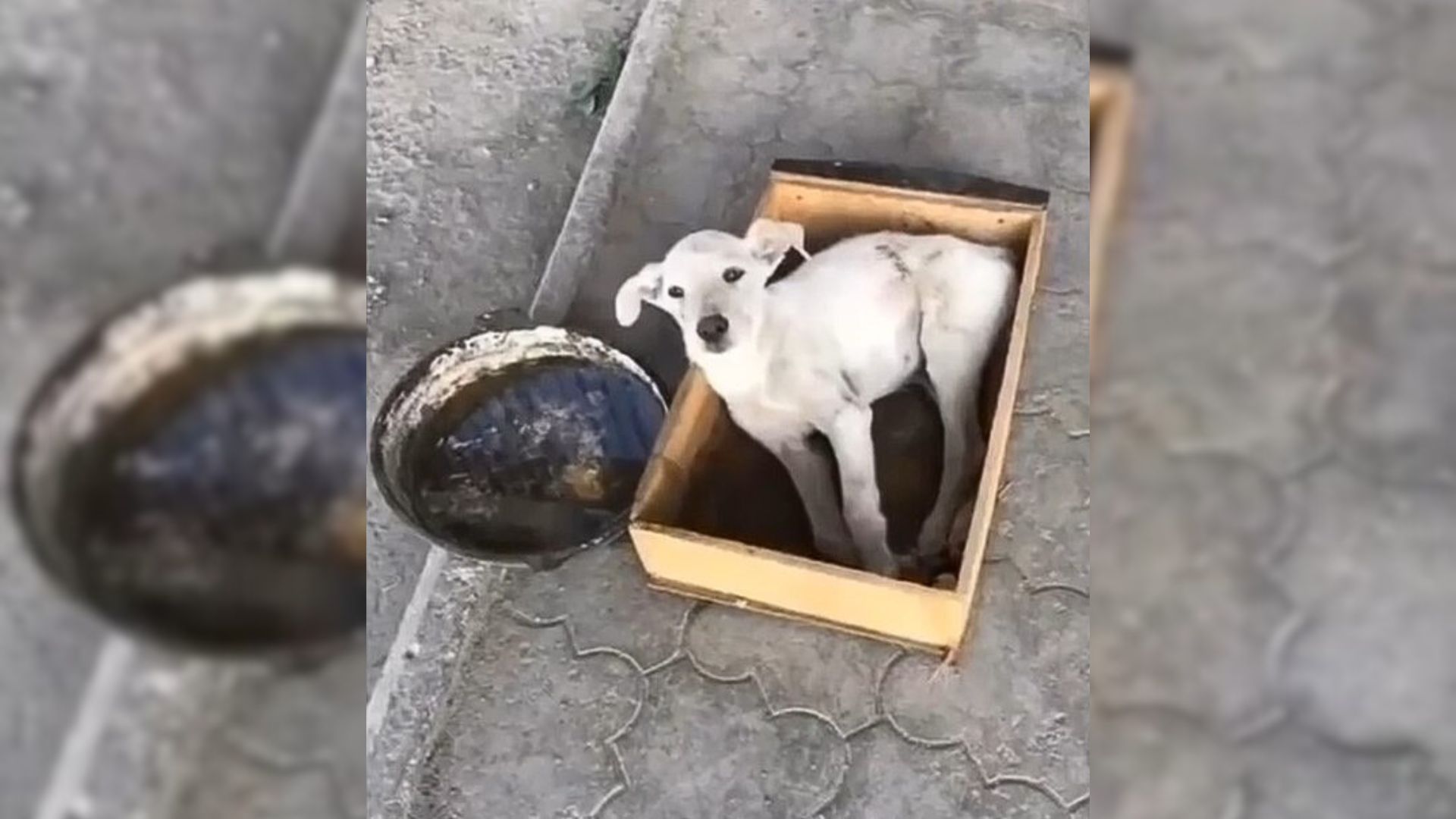 Abandoned Pup With Broken Spine Was Looking At The Passing Cars With Tearful Eyes, Hoping To Get Help