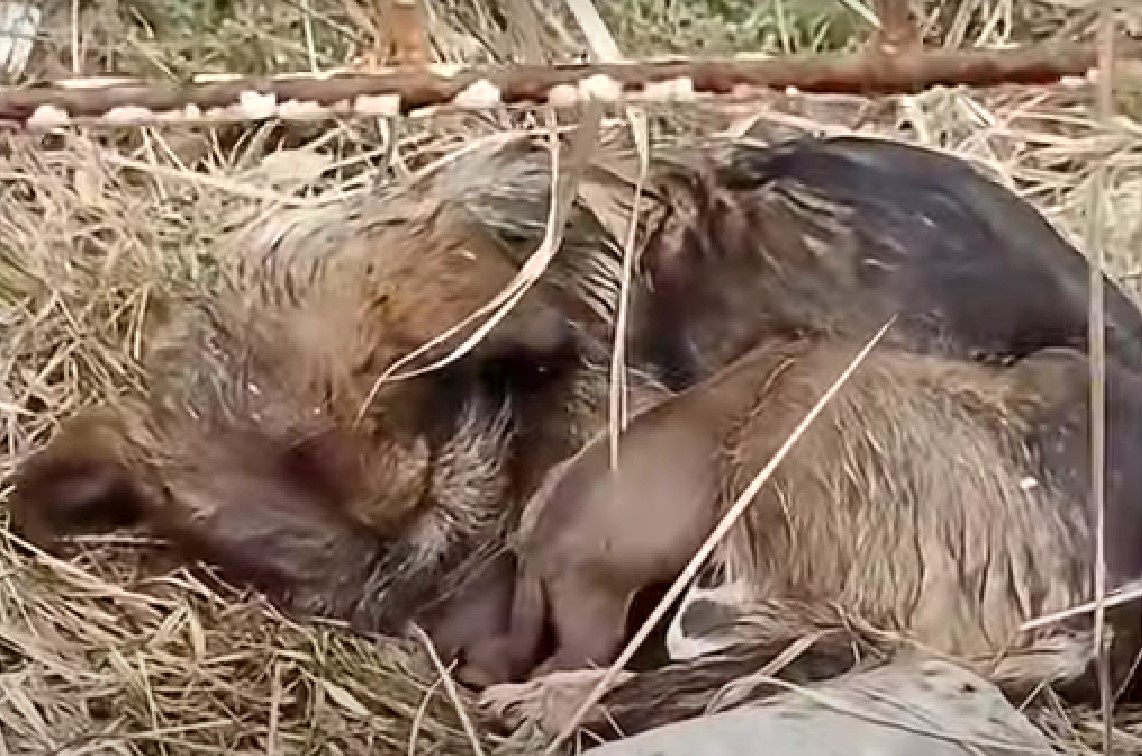 abandoned puppies without mother and sister