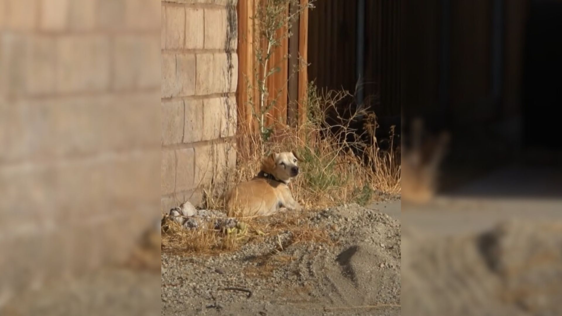 Abandoned Senior Dog Struggles For 3 Years In A Desert Town, Reluctant To Trust Anyone Anymore