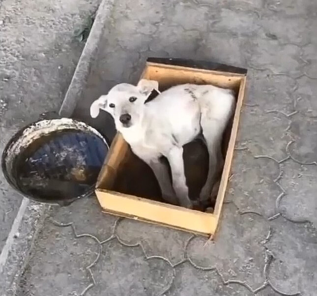 abandoned white pup