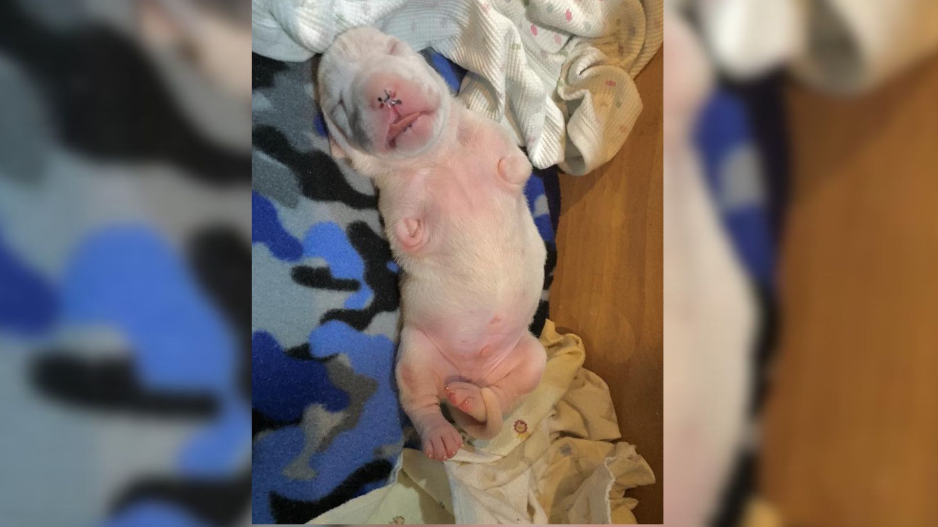 Sweet Puppy Born Without Front Legs Now Has A Family That Loves Him The Most